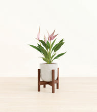 Load image into Gallery viewer, Hammered Ivory stand:walnut
