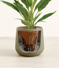 Load image into Gallery viewer, Olive stand:all
