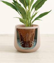 Load image into Gallery viewer, Eternal Gray stand:all
