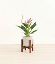 Load image into Gallery viewer, Snowdrift White stand:walnut
