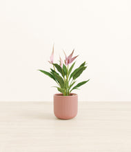 Load image into Gallery viewer, Striped Rose Pink*****Profile
