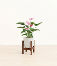 Lade das Bild in den Galerie-Viewer, Hammered Ivory stand:walnut
