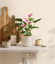 Lade das Bild in den Galerie-Viewer, Snowdrift White
