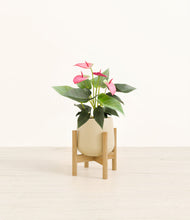 Load image into Gallery viewer, Almond Green stand:bamboo
