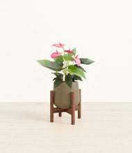 Load image into Gallery viewer, Olive stand:walnut
