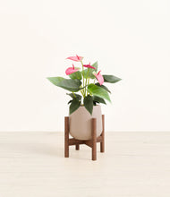 Load image into Gallery viewer, Eternal Gray stand:walnut
