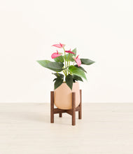 Load image into Gallery viewer, Gentle Pink stand:walnut
