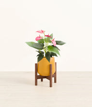 Load image into Gallery viewer, Mustard stand:walnut
