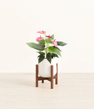 Load image into Gallery viewer, White stand:walnut
