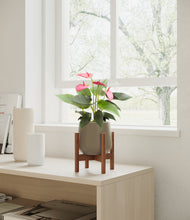 Load image into Gallery viewer, Olive stand:walnut
