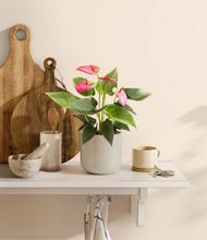 Load image into Gallery viewer, Cotton White
