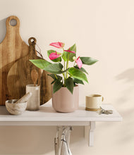 Load image into Gallery viewer, Sandy Pink
