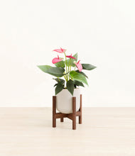 Load image into Gallery viewer, Snowdrift White stand:walnut
