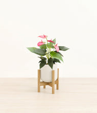 Load image into Gallery viewer, Cotton White stand:bamboo
