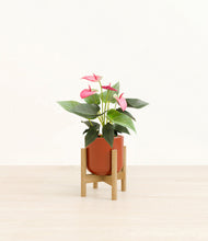 Load image into Gallery viewer, Glossy Red stand:bamboo
