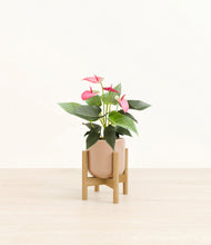 Load image into Gallery viewer, Glossy Pink stand:bamboo
