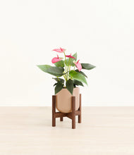 Load image into Gallery viewer, Glossy Pink stand:walnut
