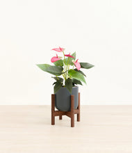 Load image into Gallery viewer, Iron Gray stand:walnut
