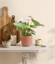 Load image into Gallery viewer, Striped Rose Pink
