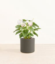 Load image into Gallery viewer, Dark Olive*****Profile
