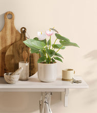 Load image into Gallery viewer, Snowdrift White
