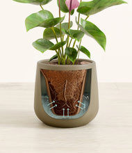 Load image into Gallery viewer, Olive stand:all
