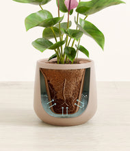 Load image into Gallery viewer, Eternal Gray stand:all
