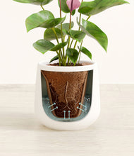 Load image into Gallery viewer, White stand:all
