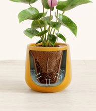 Load image into Gallery viewer, Mustard stand:all
