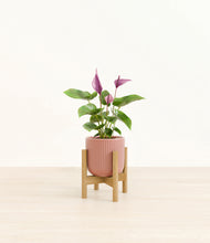 Load image into Gallery viewer, Striped Rose Pink stand:bamboo
