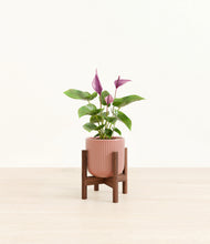 Load image into Gallery viewer, Striped Rose Pink stand:walnut

