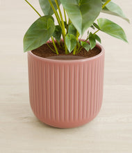Load image into Gallery viewer, Striped Rose Pink stand:all
