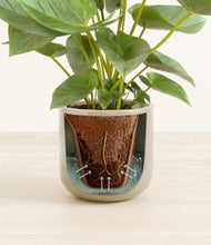 Load image into Gallery viewer, Sage Green stand:all
