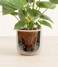 Load image into Gallery viewer, Sandy Pink stand:all
