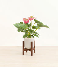 Load image into Gallery viewer, Snowdrift White stand:walnut
