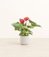 Load image into Gallery viewer, Hammered Ivory*****Profile
