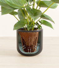 Load image into Gallery viewer, Stone Black stand:all
