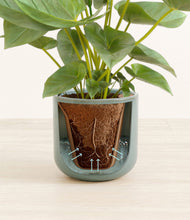 Load image into Gallery viewer, Reactive Aqua stand:all
