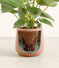 Load image into Gallery viewer, Calm Rose stand:all
