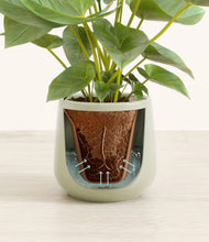 Load image into Gallery viewer, Turquoise stand:all
