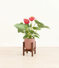 Load image into Gallery viewer, Striped Rose Pink stand:walnut

