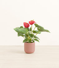 Load image into Gallery viewer, Striped Rose Pink*****Profile
