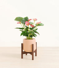 Load image into Gallery viewer, Gentle Pink stand:walnut
