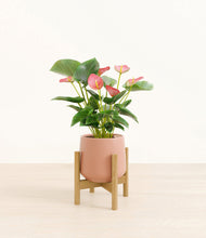 Load image into Gallery viewer, Calm Rose stand:bamboo
