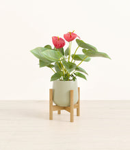 Load image into Gallery viewer, Turquoise stand:bamboo

