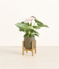 Load image into Gallery viewer, Olive stand:bamboo
