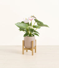 Load image into Gallery viewer, Eternal Gray stand:bamboo
