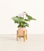 Load image into Gallery viewer, Gentle Pink stand:bamboo
