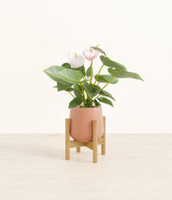 Load image into Gallery viewer, Calm Rose stand:bamboo
