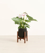 Load image into Gallery viewer, Black stand:walnut
